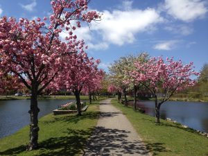 Cherry Blossoms Suffolk DBT